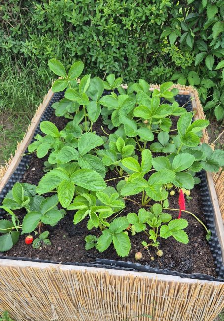 Ein Hochbeet mit zahlreichen Erdbeerpflanzen und frischem Grün.