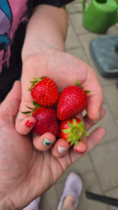 Eine Hand hält vier frische, rote Erdbeeren.